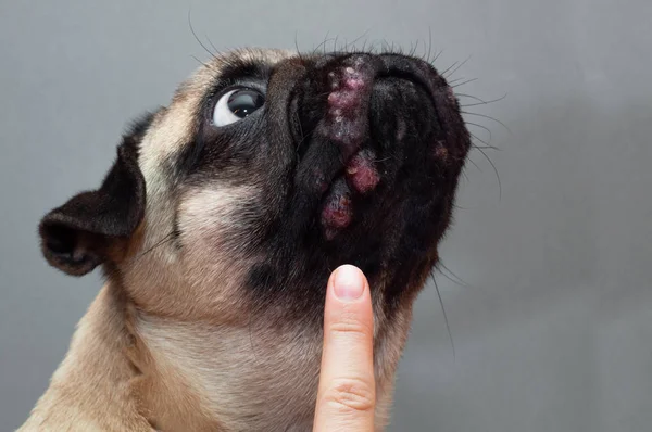 Portrait of a pug dog with red inflamed wounds on his face. Dog Allergy, Dermatitis