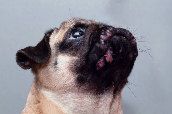 Retrato de um cachorro com feridas vermelhas inflamadas em seu rosto. Alergia do cão, Dermatite — Fotografia de Stock