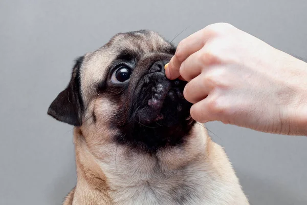 Primer plano de perro pug toma un regalo de la mano del propietario — Foto de Stock