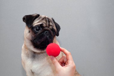 Kırmızı palyaço burunlu küçük bir köpek.