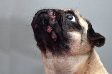 Yüzünde kırmızı iltihaplı yara olan bir köpek portresi. Köpek Alerjisi, Dermatit