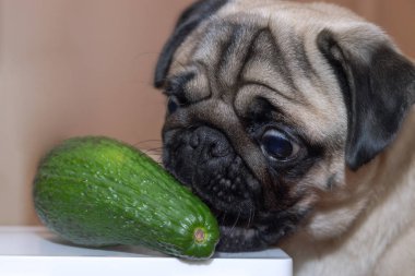 Tatlı köpek pug kızı avokado çiğniyor. Köpekler için sağlıklı ve sağlıklı yiyecek kavramı.