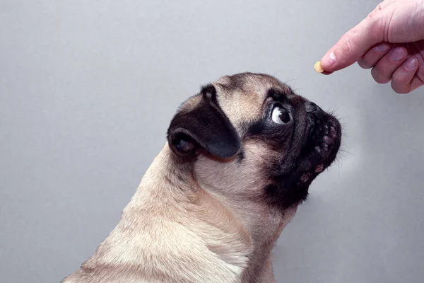 Close-up van hond pug neemt een traktatie van eigenaar hand — Stockfoto
