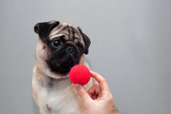 Egy kis mopszli kutya piros bohóc orral — Stock Fotó