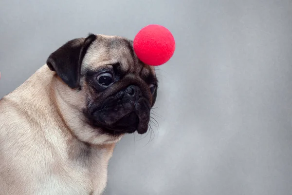 Een kleine pug hond met een rode clown neus op het hoofd — Stockfoto
