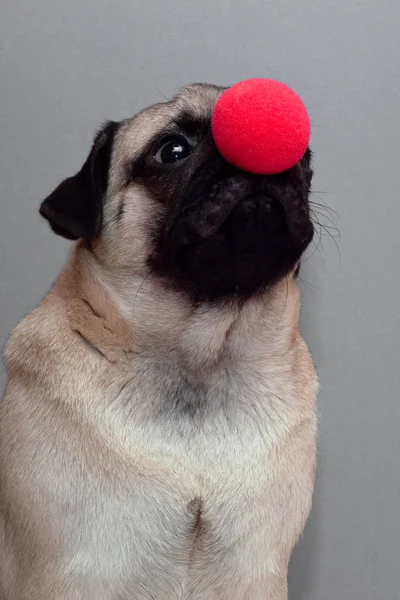 Een kleine pug hond met een rode clown neus — Stockfoto