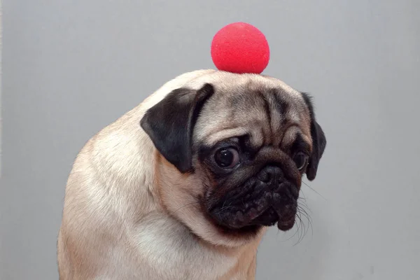 Een kleine pug hond met een rode clown neus op het hoofd — Stockfoto