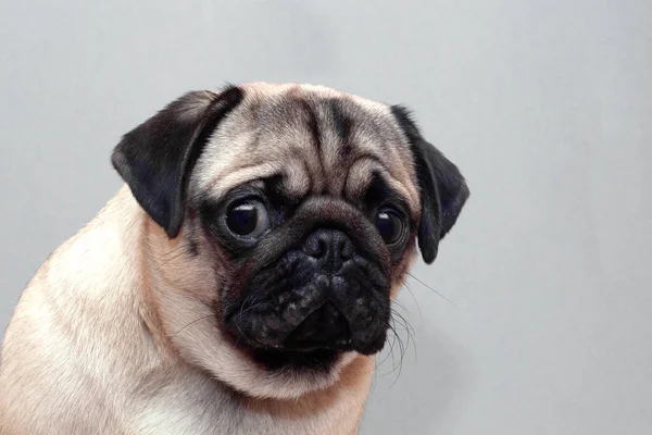 Korkmuş suçlu köpek pug kameraya üzgün bakıyor.