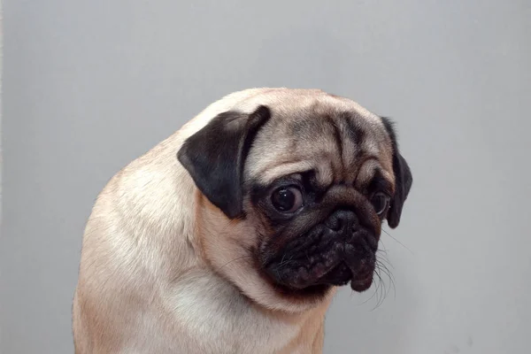怖いです有罪犬pug見悲しいですカメラ. — ストック写真