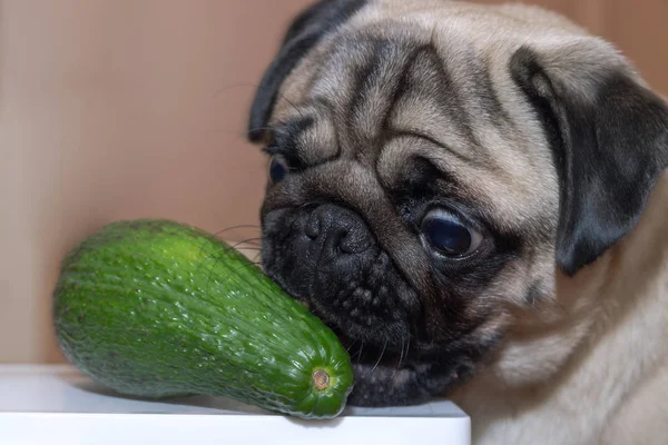 Tatlı köpek pug kızı avokado çiğniyor. Köpekler için sağlıklı ve sağlıklı yiyecek kavramı.