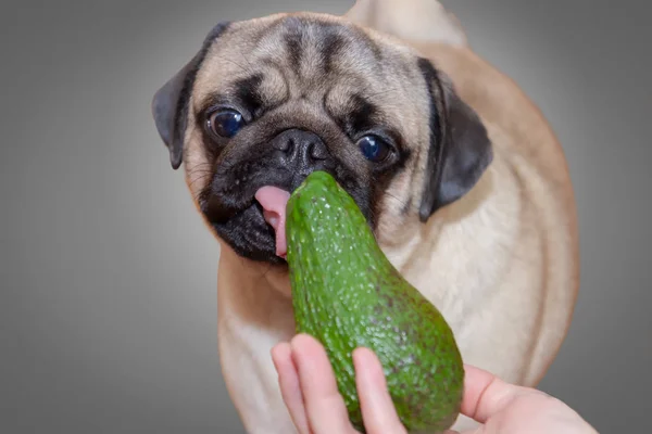 Bonito cão pug menina mastigar abacate. O conceito de comida saudável e saudável para cães . — Fotografia de Stock