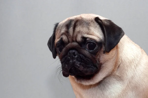 Frightened guilty dog pug looking sad at camera. — Stock Photo, Image