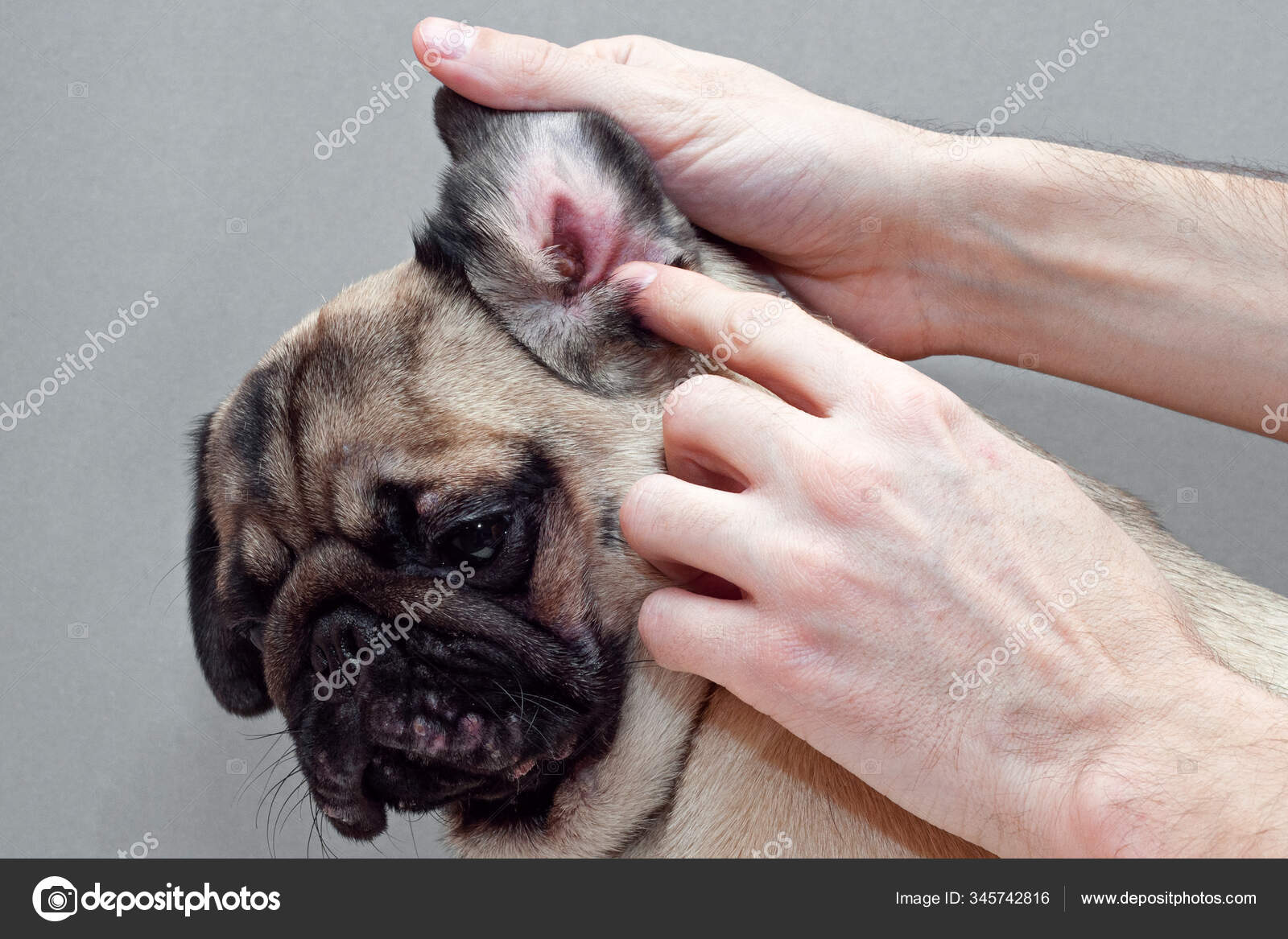 How To Kill Ear Mites In Dogs