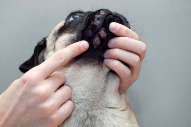 Yüzünde kırmızı iltihaplı yara olan bir köpek portresi. Köpek Alerjisi, Dermatit