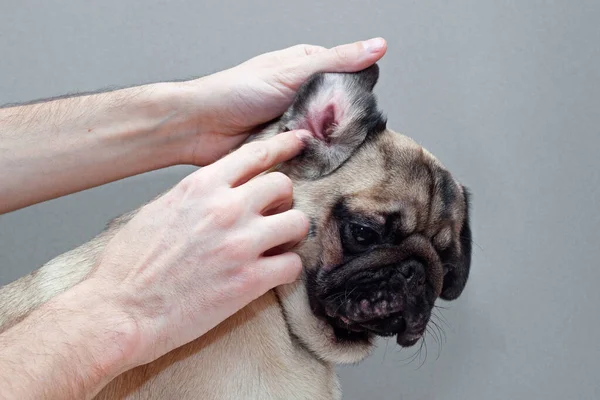 Kırmızı kulaklı bir köpek. Enfeksiyon kapmış akarsu enfeksiyonu veya alerjisi. — Stok fotoğraf