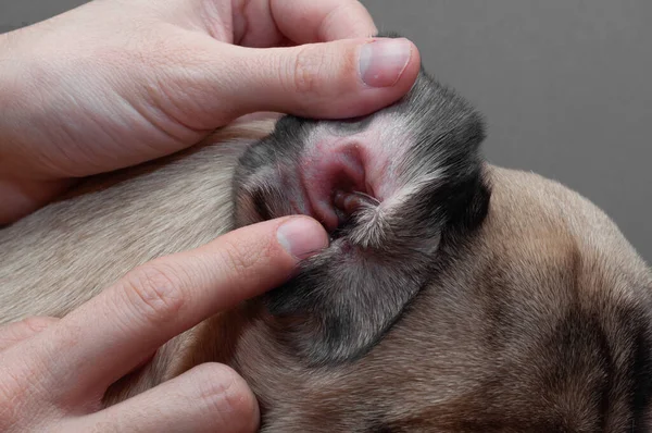 Dog pug with red ear. Infected mite infection or allergy. — Stock Photo, Image