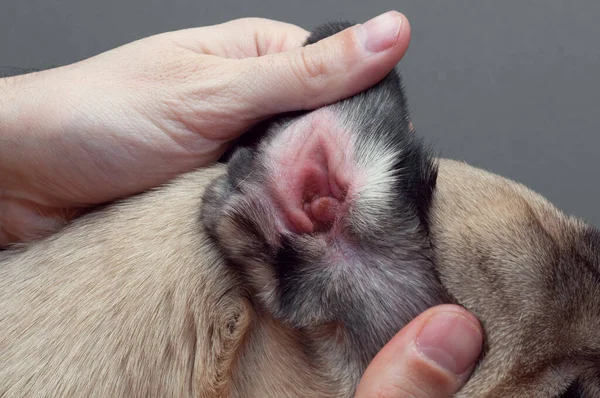 Kırmızı kulaklı bir köpek. Enfeksiyon kapmış akarsu enfeksiyonu veya alerjisi.