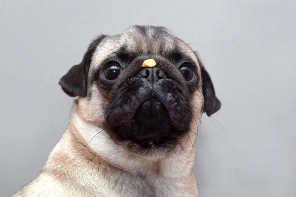 Σοβαρό σκυλί pug κρατώντας τα τρόφιμα ή τη θεραπεία στη μύτη. — Φωτογραφία Αρχείου
