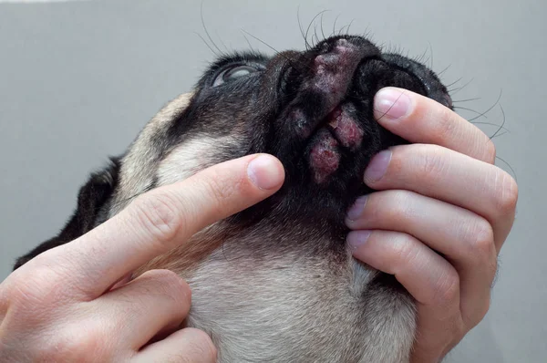 Porträt eines Mops mit rot entzündeten Wunden im Gesicht. Hundeallergie, Dermatitis — Stockfoto