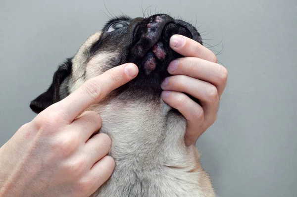 Portrait d'un chien de carlin avec des blessures rouges enflammées sur le visage. Allergie au chien, dermatite — Photo