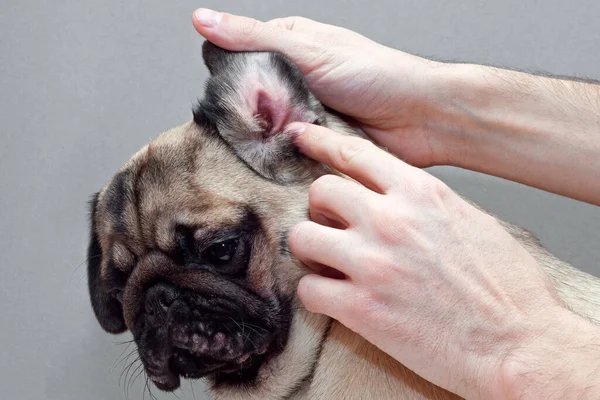 Psia mopsa z czerwonym uchem. Zakażone zakażenie roztoczy lub alergia. — Zdjęcie stockowe