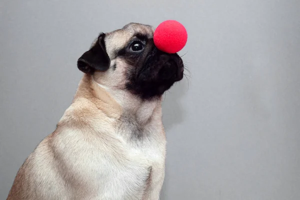 Pug hond houden een rode clown neus. — Stockfoto