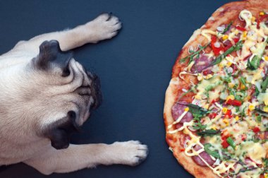 Köpek pug pizza yemek için bekliyor. yiyecek