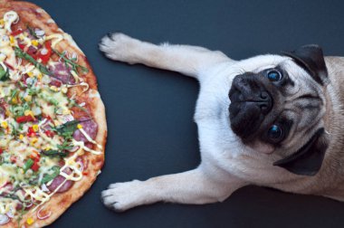 Köpek pug pizza yemek için bekliyor. yiyecek