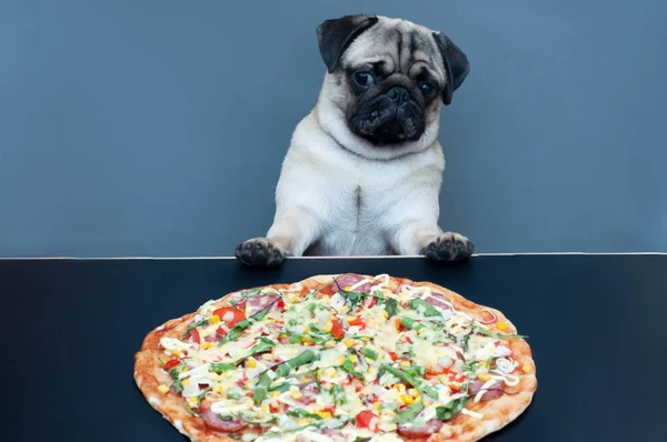 Pug dog pizzaya bakar ve yemeyi reddeder. Diyet konsepti. kilo kaybı ve sağlıklı beslenme