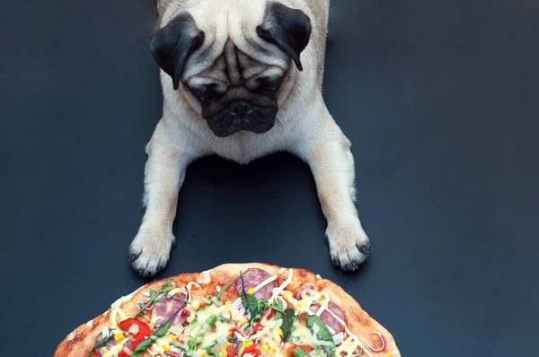 Kutyamalac Várja Parancsot Hogy Pizzát Egyen Falatkák — Stock Fotó