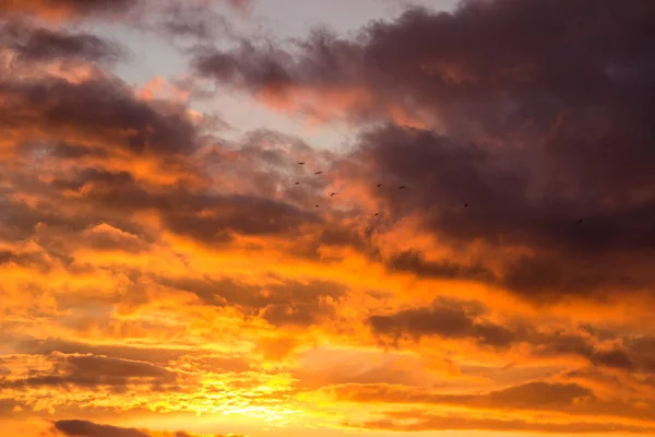 Fiery Orange Sunset Sky Light Clouds Birds — Stock Photo, Image