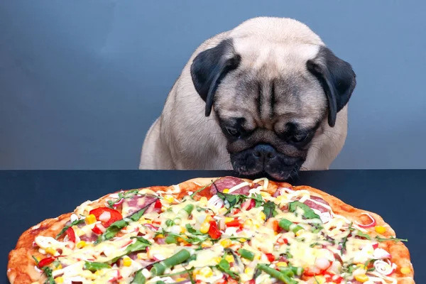 Pug Dog Sniff Waiting Eat Pizza Black Background — Stock Photo, Image