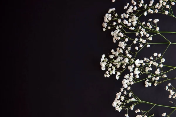 Gypsophila kwiat na czarnym tle tabeli z miejsca kopiowania. — Zdjęcie stockowe