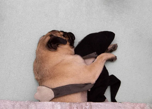 Pug Hond Slapen Met Een Pluche Speelgoedkat Onder Dekens Bed — Stockfoto