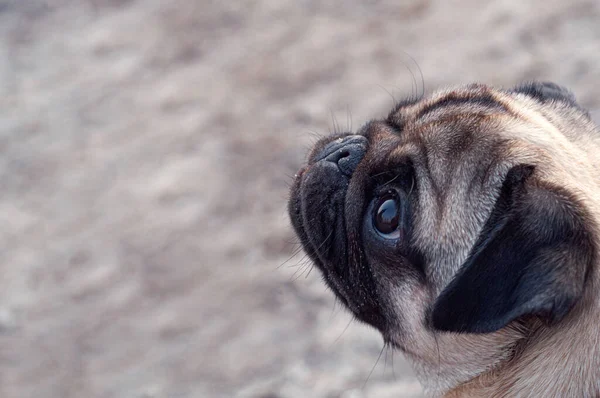 Retrato Filhote Cachorro Engraçado Bonito Com Espaço Cópia — Fotografia de Stock