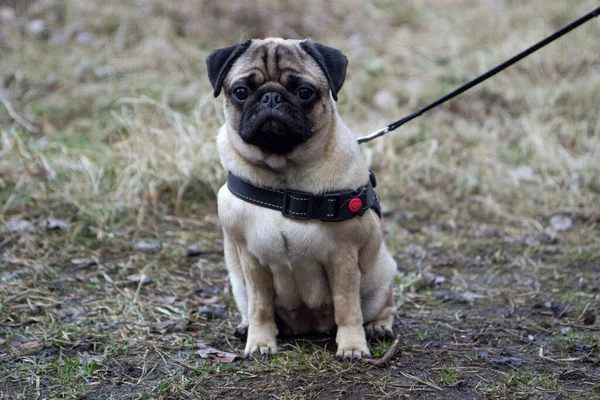Portrait Healthy Purebred Cute Pug Sits Leash Grass Outdoors Nature — 스톡 사진
