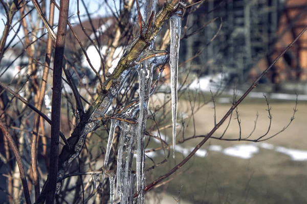 大而厚的冰柱在树枝上结冰 — 图库照片