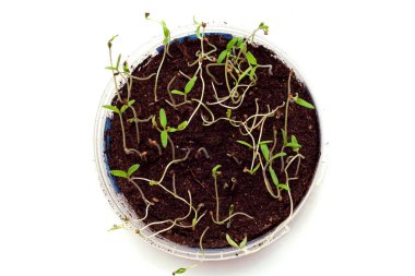 Yeşil çimlerin filizlenmesi ve filizlenmesi beyaz arka planda bir tencerede seçici bir odak ile