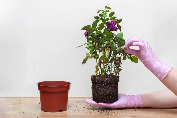 Les Mains Femme Dans Des Gants Transplantant Plante Fleur Rose — Photo