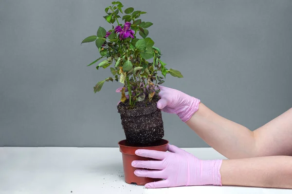 Mulher Mãos Luvas Sair Vaso Houseplant Rosa Mantém Sistema Radicular — Fotografia de Stock