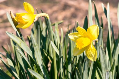 Baharda parlak güneşli bir günde sarı nergisler. Sığ alan derinliği, seçici odak