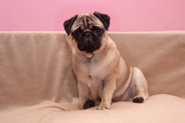 Tatlı, komik köpek koltukta oturuyor ve kameraya bakıyor.