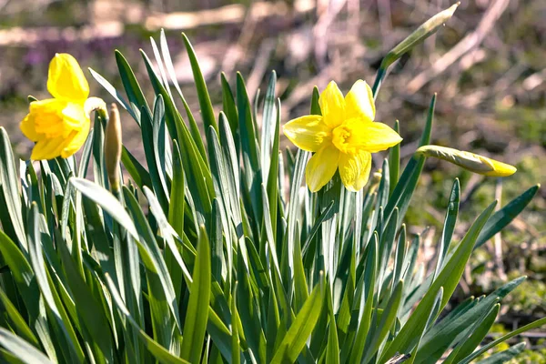 Narcisos Amarillos Primavera Día Soleado Brillante Profundidad Superficial Del Campo — Foto de Stock
