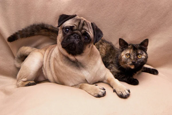 Komik pug ve şirin kaplumbağa renkli kedi kanepede uzanıp kameraya bakıyorlar.