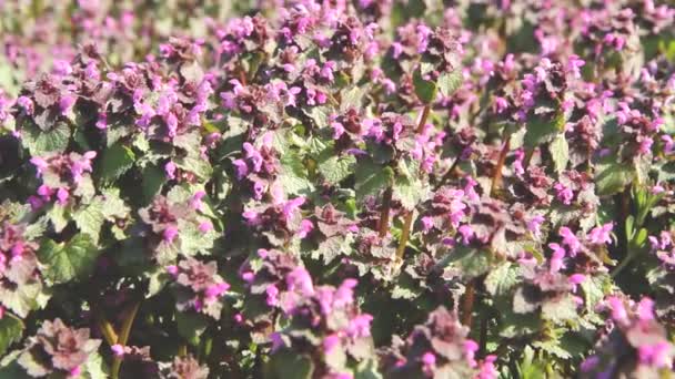 Paisaje Natural Verano Del Campo Con Flores Púrpuras Abejas Flores — Vídeos de Stock