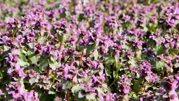 Природний Літній Пейзаж Поля Фіолетовими Квітами Бджолами Бузкові Квіти Погойдуються — стокове відео