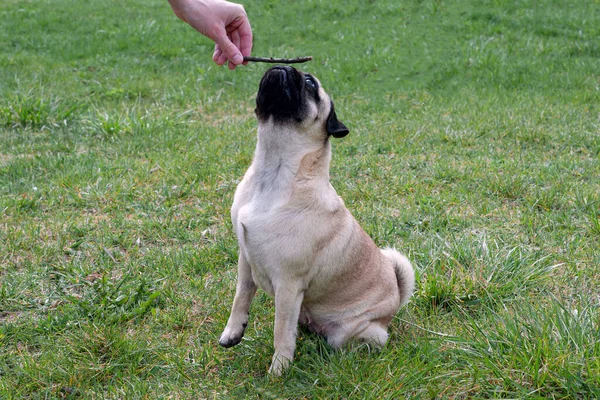 店主和他的狗一起玩 手里拿着一根棍子靠近他的脸 狗的耐力和耐性训练 — 图库照片