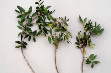 Gri arka planda yeşil yaprakları olan genç bir dal. tasarım için boş