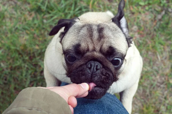 Cão Pug Com Rosto Engraçado Leva Deleite Para Bom Comportamento — Fotografia de Stock