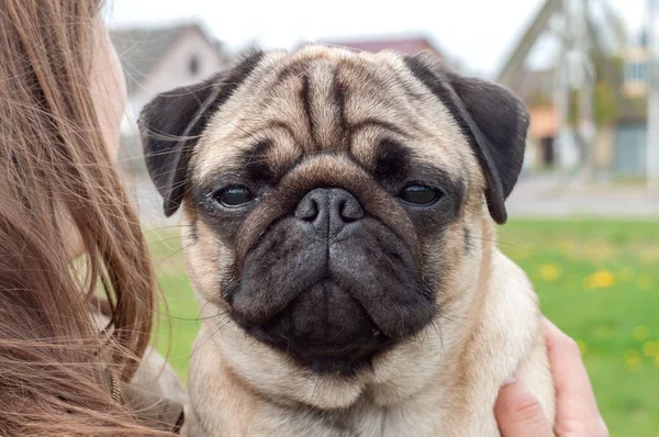 Retrato Pug Cão Puro Sangue Enrugado Jovem Rua Pet Cabeça — Fotografia de Stock